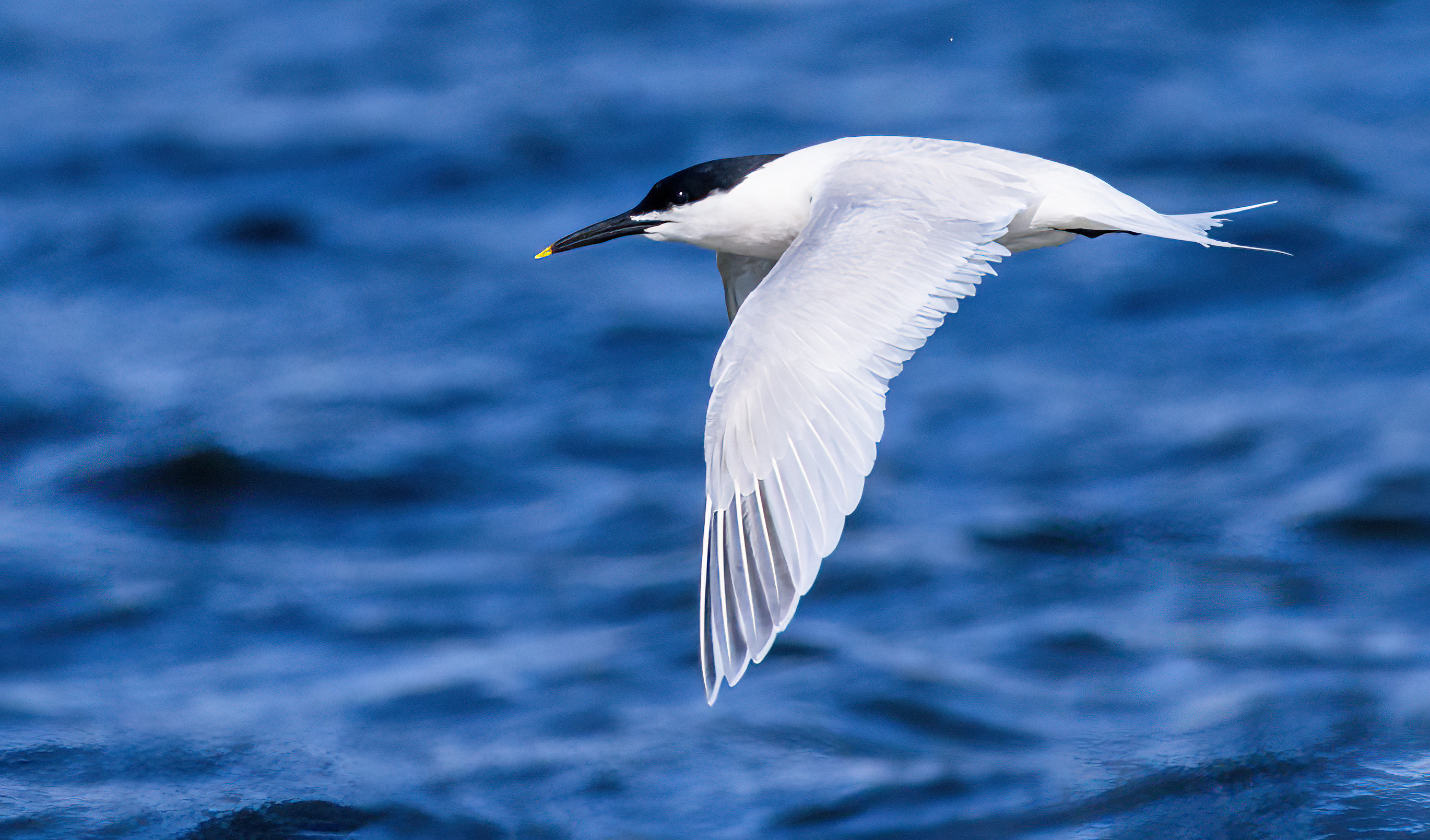 Sterne caugek et néreis